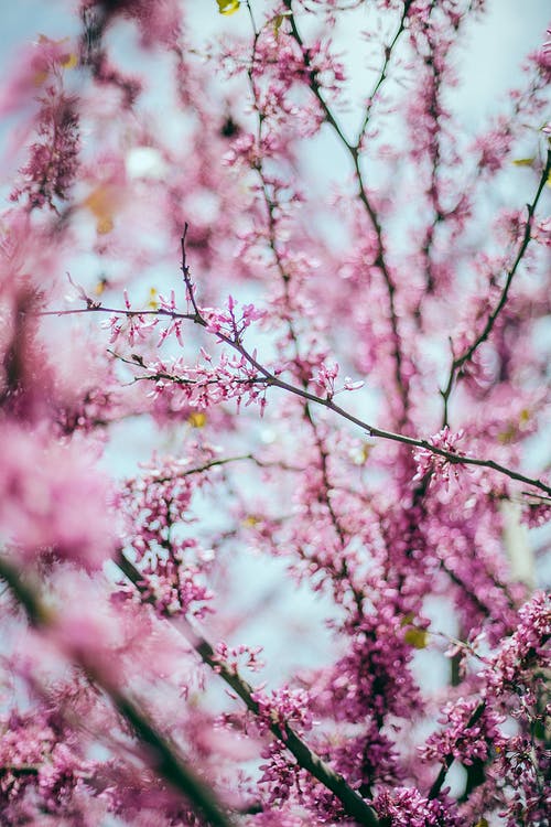 夏天花园里盛开的樱花树 · 免费素材图片