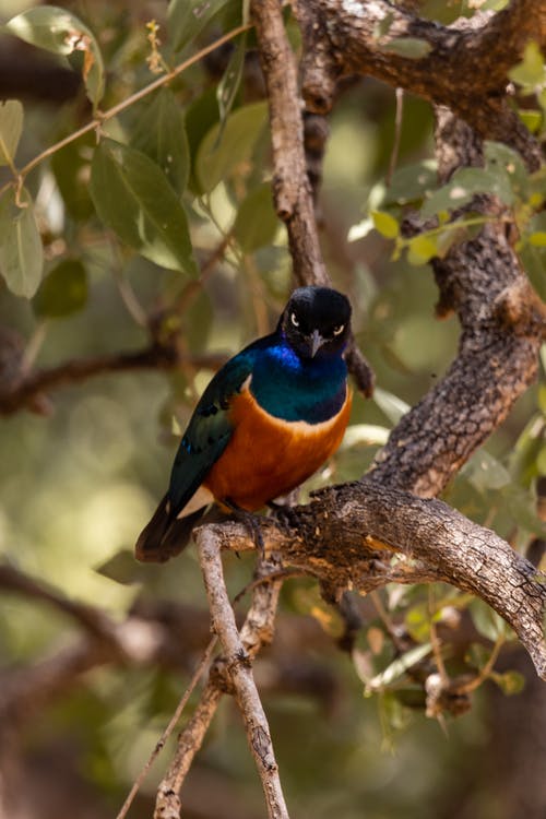 有关垂直拍摄, 常见的redstart, 栖息的免费素材图片