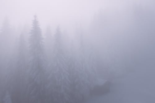 大雾天高大的树木与白雪皑皑的丛林 · 免费素材图片