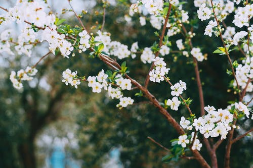 芬芳的花园里盛开的樱花树 · 免费素材图片