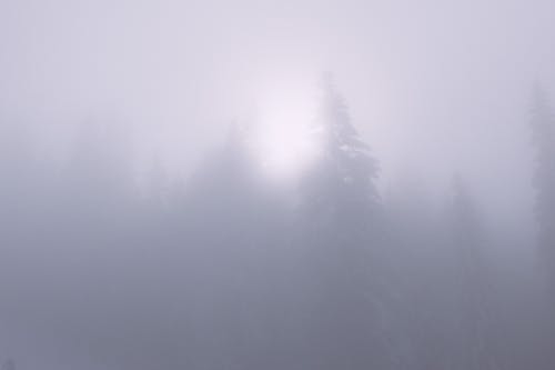冬季树林与大雾天的树木 · 免费素材图片