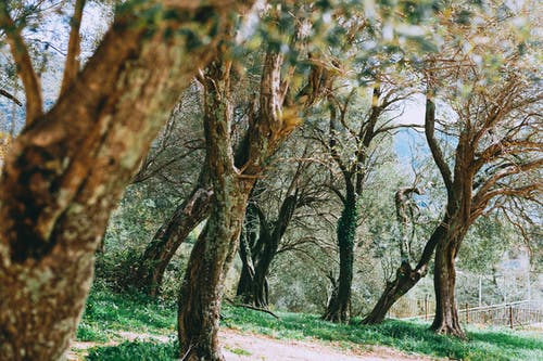 在公园的桥附近的草山上的树木 · 免费素材图片