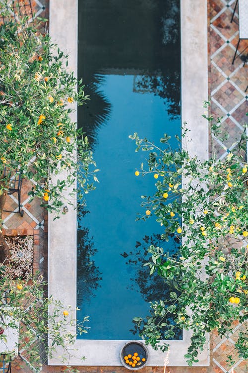 院子里的游泳池附近的橘树 · 免费素材图片