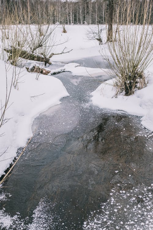 树林中有无叶树木的冬天冰冻的河 · 免费素材图片