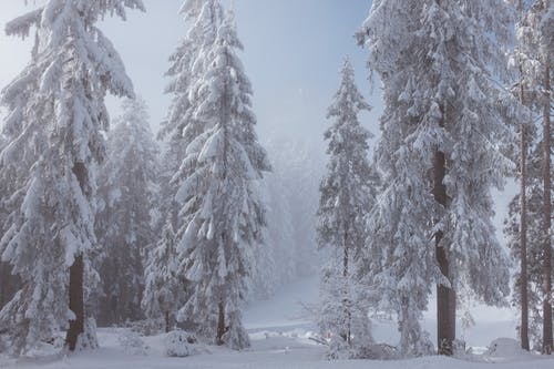 大雾天林间空地上的雪树 · 免费素材图片