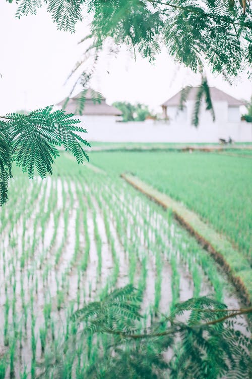 绿色稻田附近农村树木 · 免费素材图片