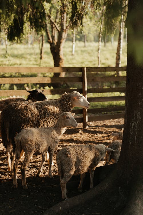 有关一群動物, 下田, 农家庭院的免费素材图片
