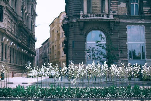 盛开的鲜花，对城市中的老年砖石建筑 · 免费素材图片