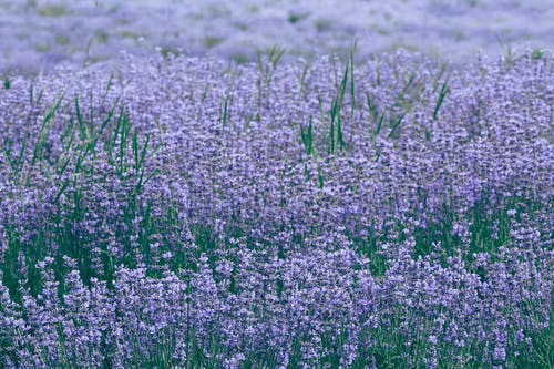 薰衣草田地盛开的紫罗兰花 · 免费素材图片