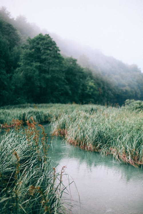 大雾天草甸与树木之间的狭窄河 · 免费素材图片