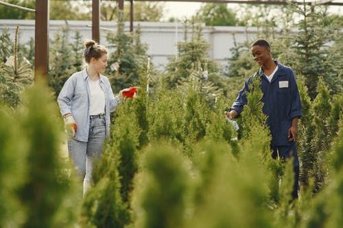 有关保重, 修剪花草, 增長的免费素材图片