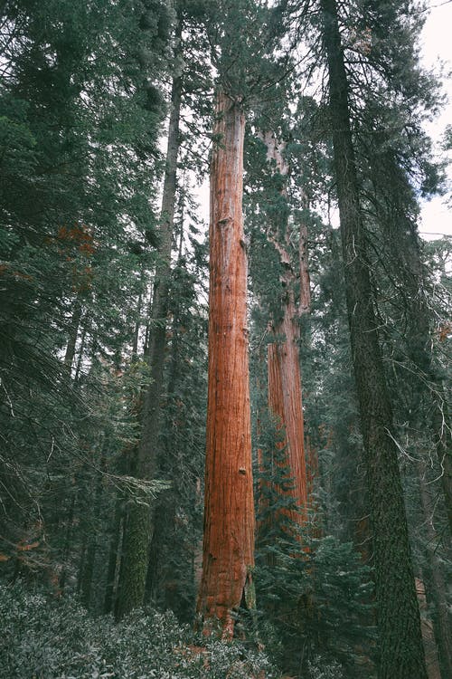 红杉树木与生长在森林里的绿枝 · 免费素材图片