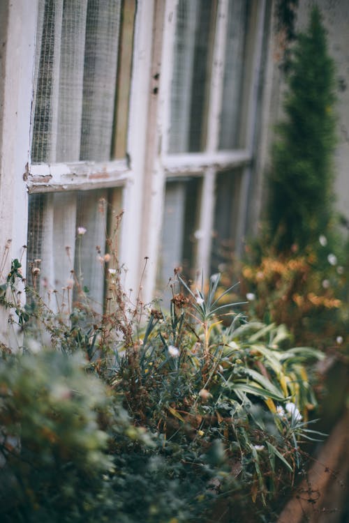 破旧的房子窗户装饰着盆栽的植物 · 免费素材图片