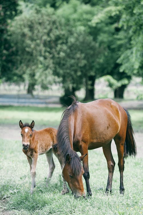 与小马驹在农田上的绿色牧场放牧的板栗马 · 免费素材图片