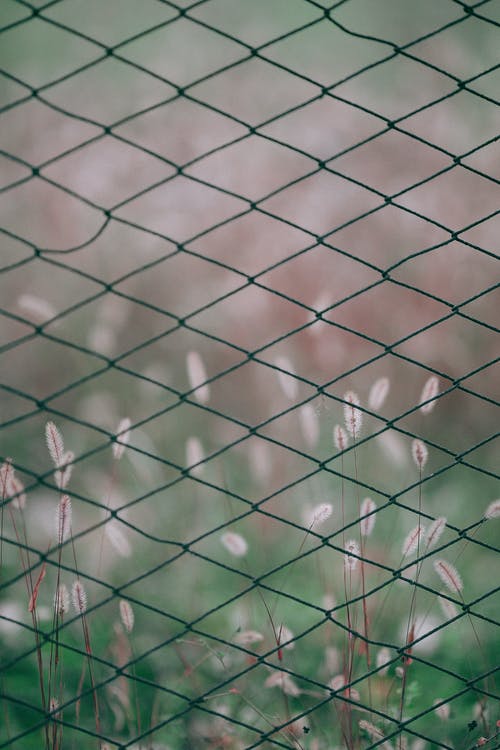 铁丝网与背景上的绿草 · 免费素材图片