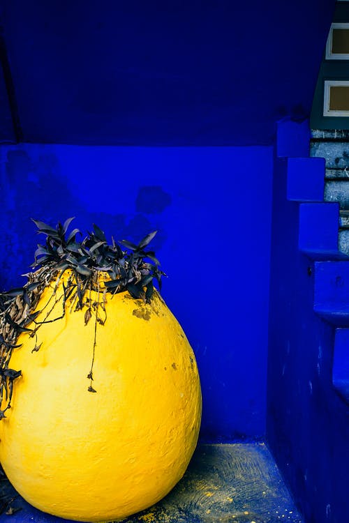 大黄锅与爬行植物在明亮的蓝色墙附近 · 免费素材图片