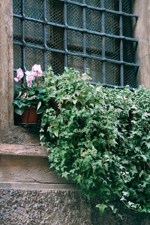 茂盛的植物生长在老建筑上 · 免费素材图片