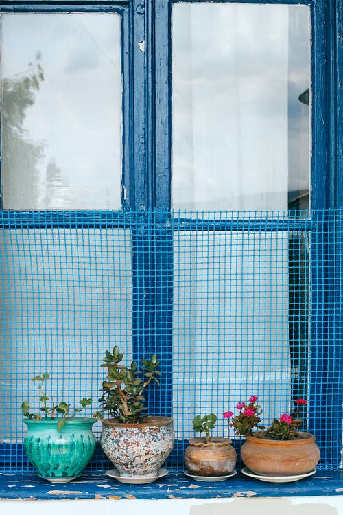 窗台上的陶罐里的盆栽的植物 · 免费素材图片