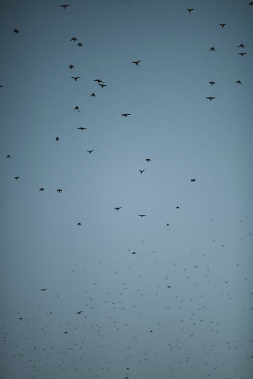 群鸟在灰色的天空中飞翔 · 免费素材图片