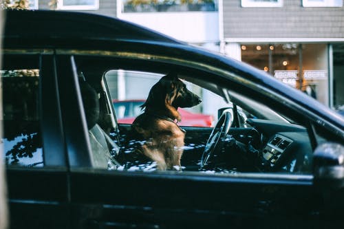 坐在城市街道上的车里的狗 · 免费素材图片