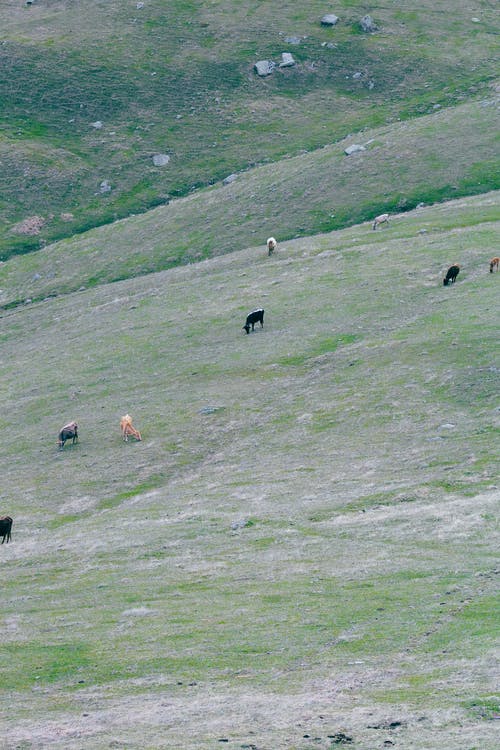 在绿色的丘陵草地上放牧的山羊 · 免费素材图片