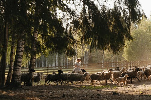 有关一群动物, 下田, 农家庭院的免费素材图片