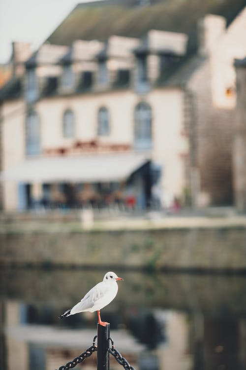 海鸥在运河和老建筑附近的金属柱上休息 · 免费素材图片