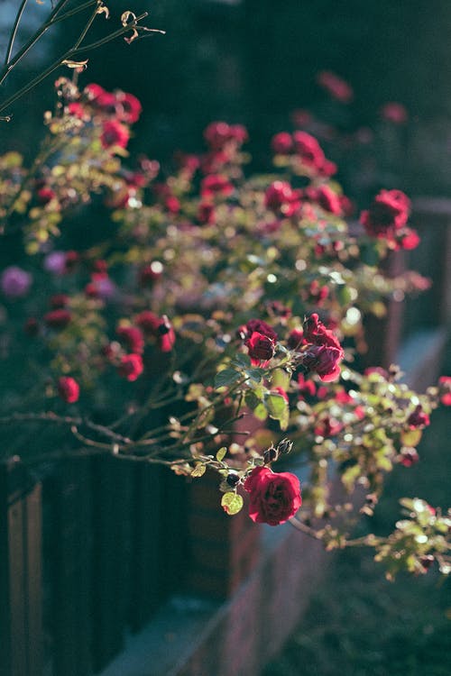 精致的红玫瑰，生长在篱笆附近的花园里 · 免费素材图片