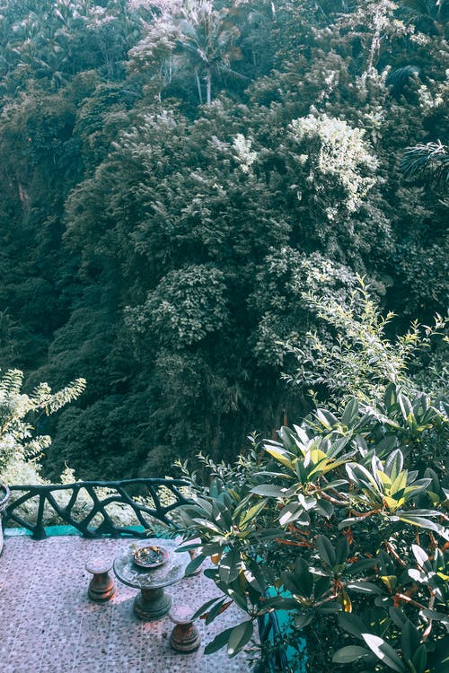 夏天在栅栏露台上郁郁葱葱的绿树 · 免费素材图片