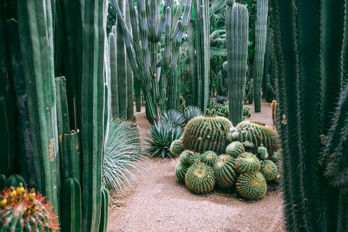 植物园中多刺仙人掌的集合 · 免费素材图片