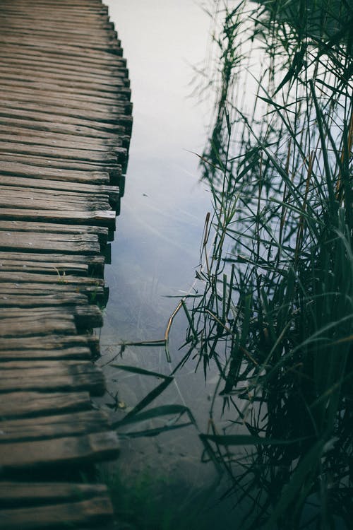在纯净的池塘，草的旧窄木板路 · 免费素材图片