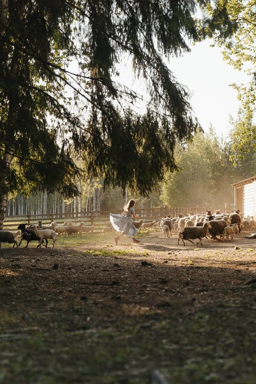 有关一群动物, 下田, 农家庭院的免费素材图片