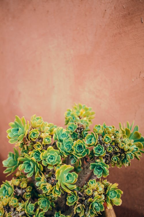 明亮的绿色的植物，生长在棕色背景上 · 免费素材图片