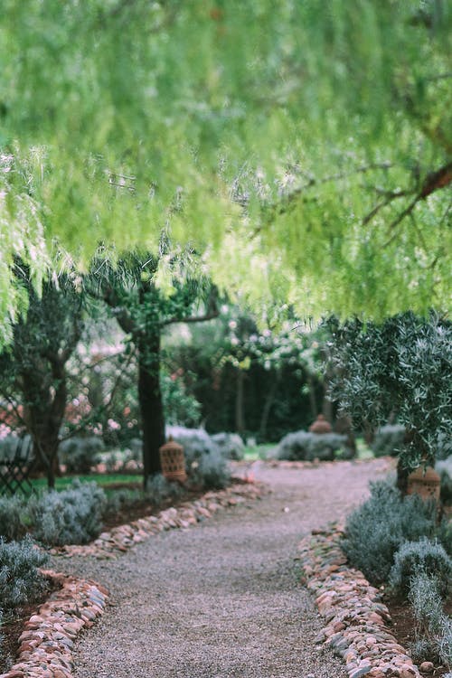 在绿色的花园，茂密的植被的行人路 · 免费素材图片