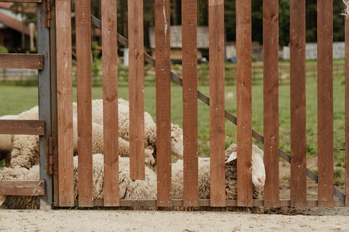 有关一群动物, 下田, 农家庭院的免费素材图片