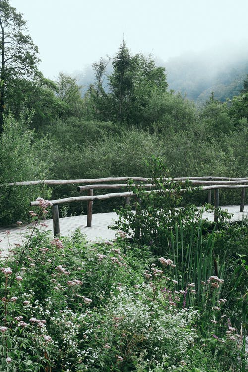 郁郁葱葱的绿色自然的木制天桥 · 免费素材图片