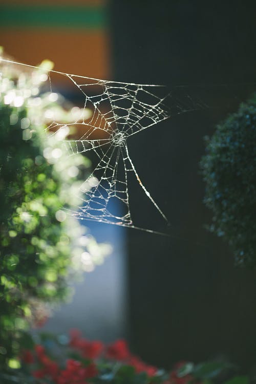 蜘蛛网在模糊的背景 · 免费素材图片
