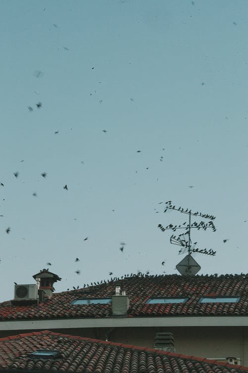 有鸟的房子的屋顶 · 免费素材图片