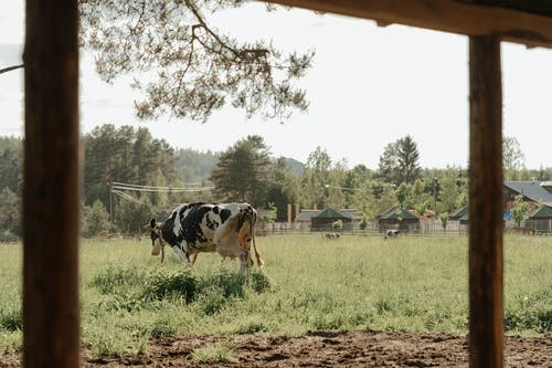 有关乳制品, 夏天, 天性的免费素材图片