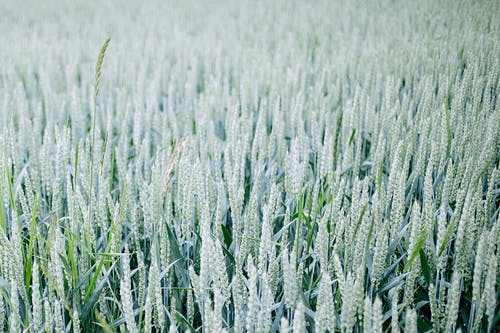 夏季小麦峰值与农业领域 · 免费素材图片