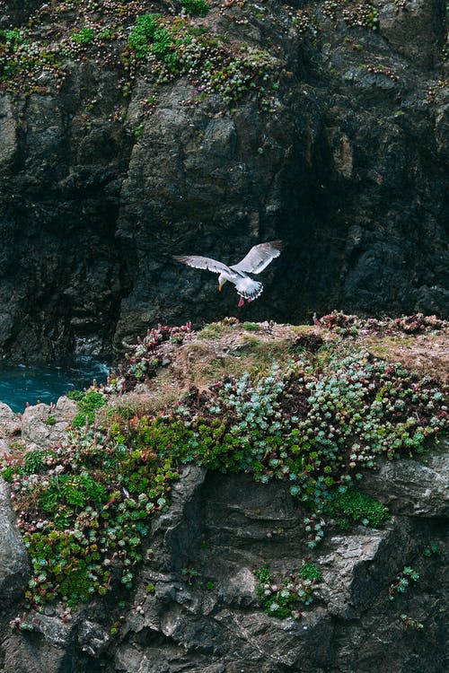 海鸥飞过岩石峭壁与植物 · 免费素材图片
