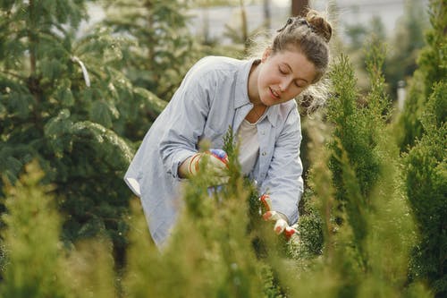 有关保重, 修剪花草, 喷雾瓶的免费素材图片