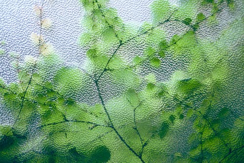 绿色的植物，在不平坦的玻璃表面上 · 免费素材图片