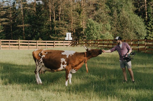 有关下田, 乳制品, 公牛的免费素材图片
