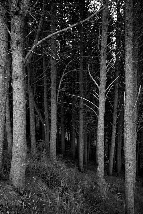 有关单色, 垂直拍摄, 户外的免费素材图片