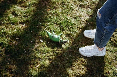 有关不露面, 创作的, 动物的免费素材图片