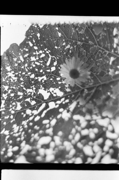 有关bw, 不均匀的, 乾的的免费素材图片