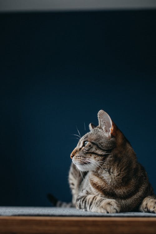 有关侧面图, 动物, 动物摄影的免费素材图片