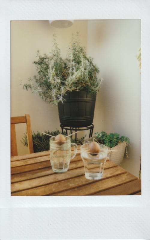 阳台上的植物 · 免费素材图片