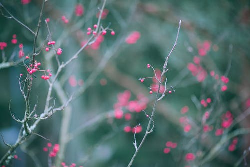 脆弱的无叶树枝上的温柔红色浆果 · 免费素材图片